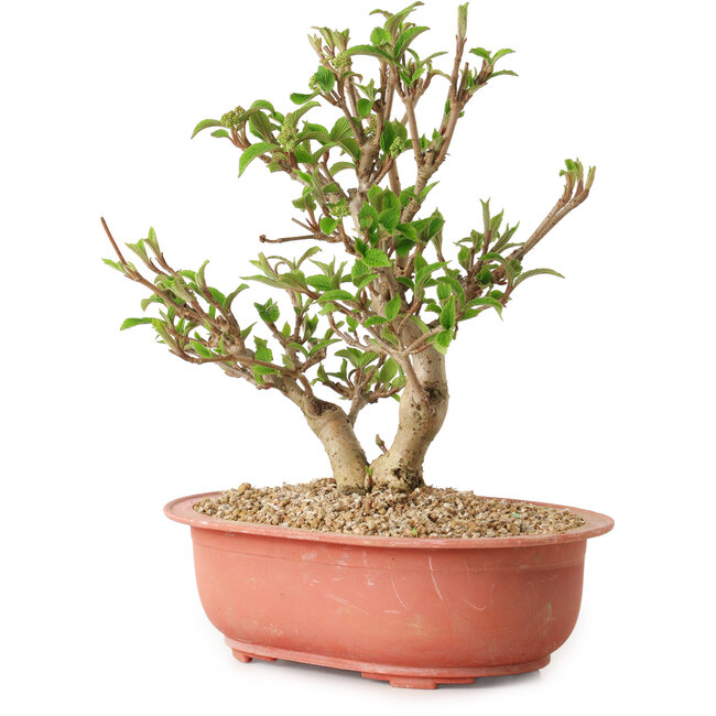 Viorne, 20 cm, ± 8 ans