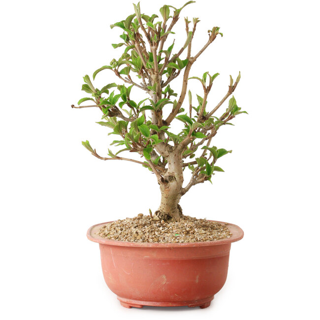 Viorne, 20 cm, ± 8 ans