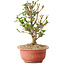Viorne, 20 cm, ± 8 ans