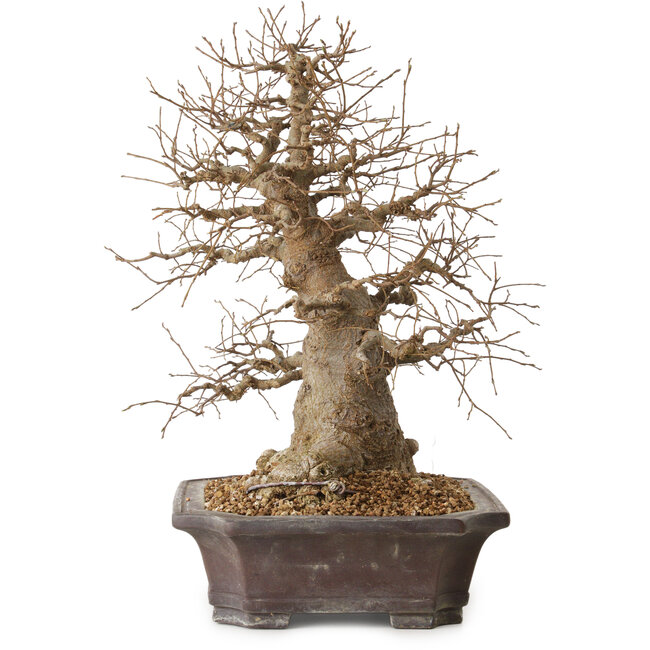Celtis sinensis, 38 cm, ± 20 jaar oud, met een nebari van 18 cm