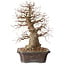 Celtis sinensis, 38 cm, ± 20 jaar oud, met een nebari van 18 cm