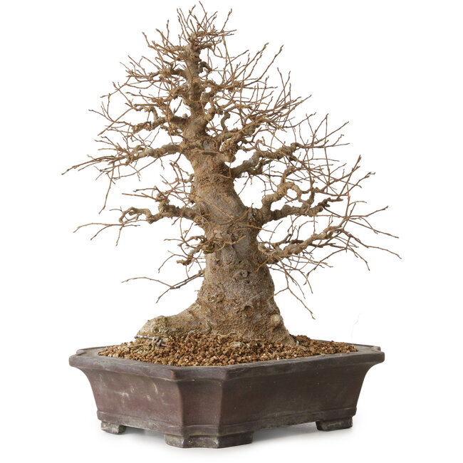 Celtis sinensis, 38 cm, ± 20 jaar oud, met een nebari van 18 cm