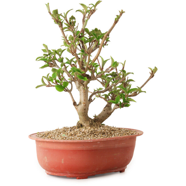 Viorne, 20 cm, ± 8 ans