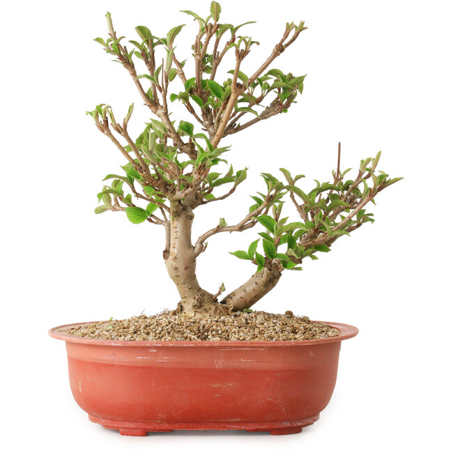 Viorne, 20 cm, ± 8 ans