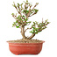 Viorne, 20 cm, ± 8 ans