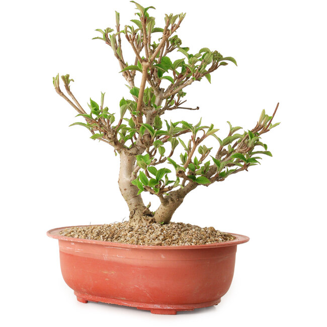 Viorne, 20 cm, ± 8 ans