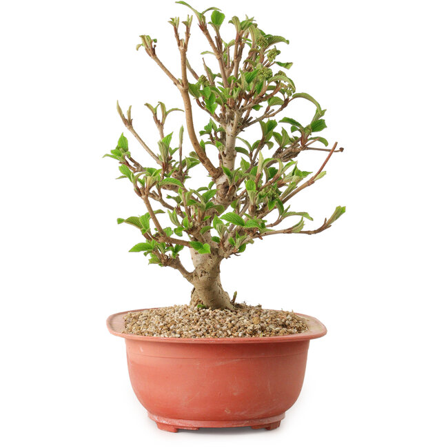 Viburno, 20 cm, ± 8 años de edad