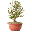 Viorne, 20 cm, ± 8 ans