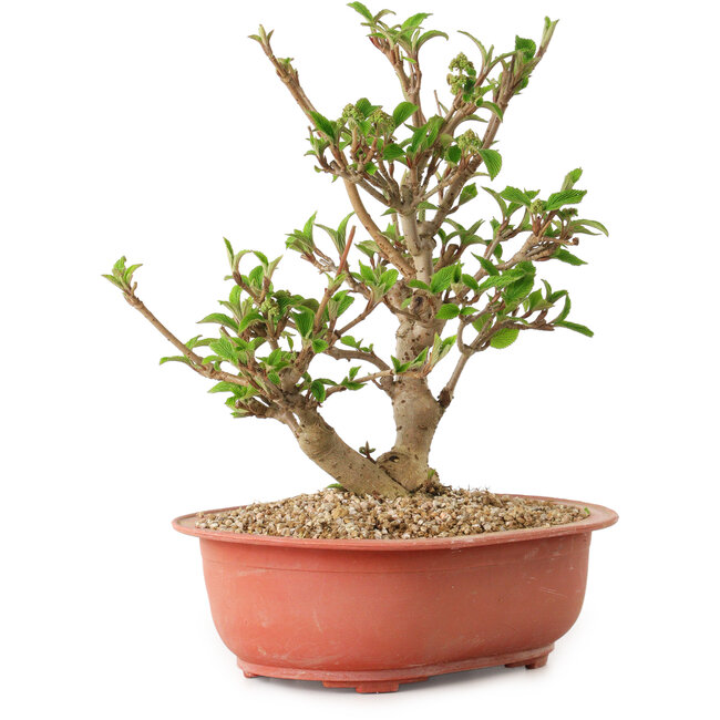 Viorne, 20 cm, ± 8 ans