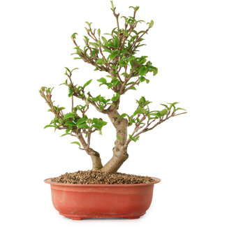 Viorne, 40 cm, ± 8 ans