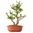 Viorne, 40 cm, ± 8 ans
