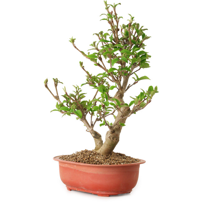 Viburnum, 40 cm, ± 8 years old
