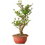 Viorne, 40 cm, ± 8 ans