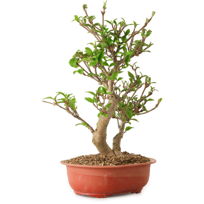 Viorne, 40 cm, ± 8 ans