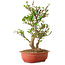 Viorne, 40 cm, ± 8 ans