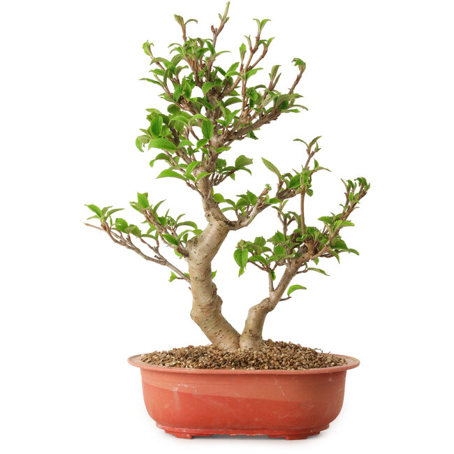 Viburnum, 40 cm, ± 8 years old
