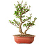 Viorne, 40 cm, ± 8 ans