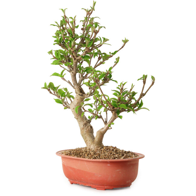 Viburnum, 40 cm, ± 8 years old