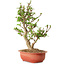 Viorne, 40 cm, ± 8 ans