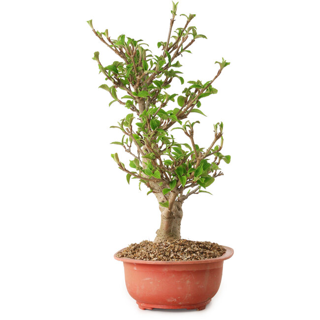 Viorne, 40 cm, ± 8 ans