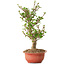 Viorne, 40 cm, ± 8 ans