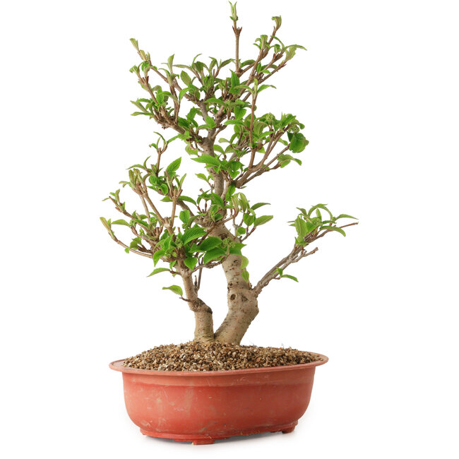 Viorne, 40 cm, ± 8 ans