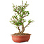 Viorne, 40 cm, ± 8 ans