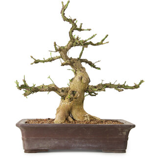 Euonymus alatus, 38 cm, ± 12 años