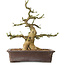 Euonymus alatus, 38 cm, ± 12 ans, avec un nebari de 16 cm