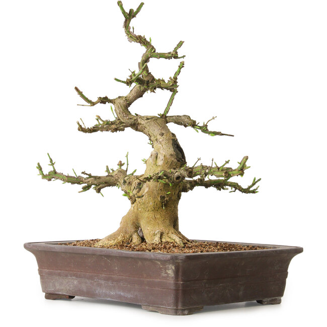 Euonymus alatus, 38 cm, ± 12 Jahre alt, mit einem Nebari von 16 cm