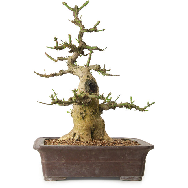 Euonymus alatus, 38 cm, ± 12 años de edad, con un nebari de 16 cm.