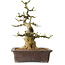 Euonymus alatus, 38 cm, ± 12 ans, avec un nebari de 16 cm
