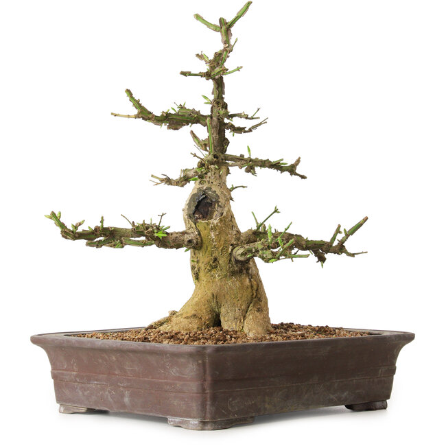 Euonymus alatus, 38 cm, ± 12 ans, avec un nebari de 16 cm