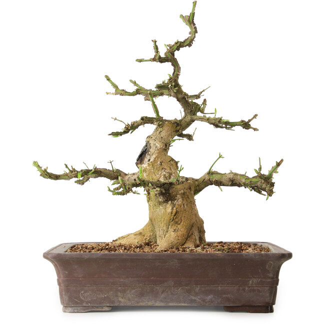 Euonymus alatus, 38 cm, ± 12 Jahre alt, mit einem Nebari von 16 cm