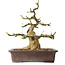 Euonymus alatus, 38 cm, ± 12 ans, avec un nebari de 16 cm