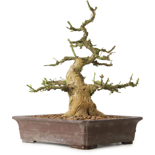 Euonymus alatus, 38 cm, ± 12 ans, avec un nebari de 16 cm