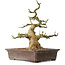 Euonymus alatus, 38 cm, ± 12 ans, avec un nebari de 16 cm