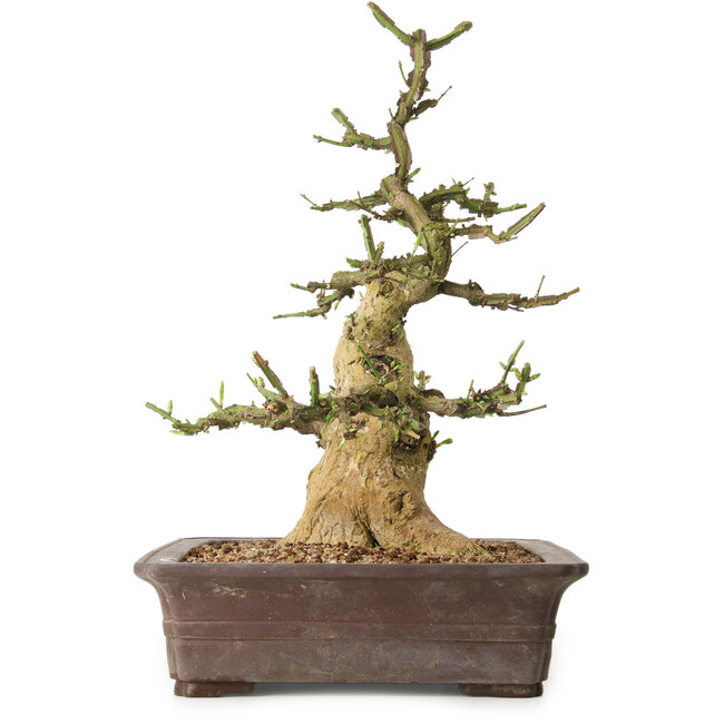 Euonymus alatus, 38 cm, ± 12 ans, avec un nebari de 16 cm