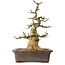 Euonymus alatus, 38 cm, ± 12 ans, avec un nebari de 16 cm