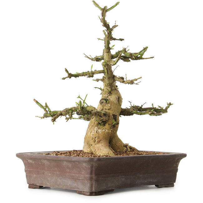 Euonymus alatus, 38 cm, ± 12 Jahre alt, mit einem Nebari von 16 cm