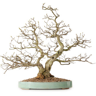 Carpinus coreana, 51 cm, ± 25 anni