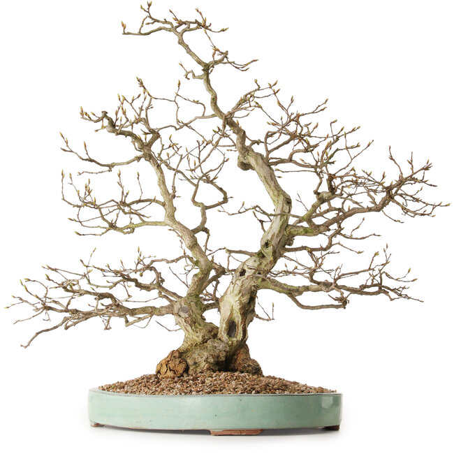 Carpinus coreana, 51 cm, ± 25 años, con un nebari de 14 cm