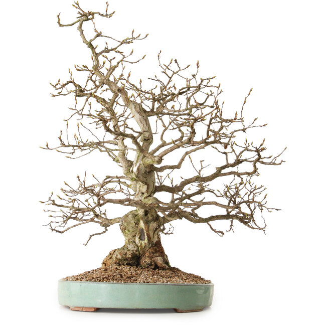 Carpinus coreana, 51 cm, ± 25 anni, con nebari di 14 cm