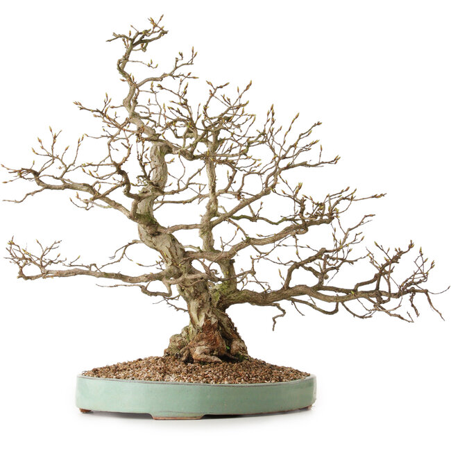 Carpinus coreana, 51 cm, ± 25 jaar oud, met een nebari van 14 cm