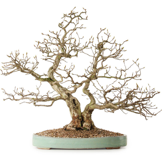 Carpinus coreana, 51 cm, ± 25 años, con un nebari de 14 cm