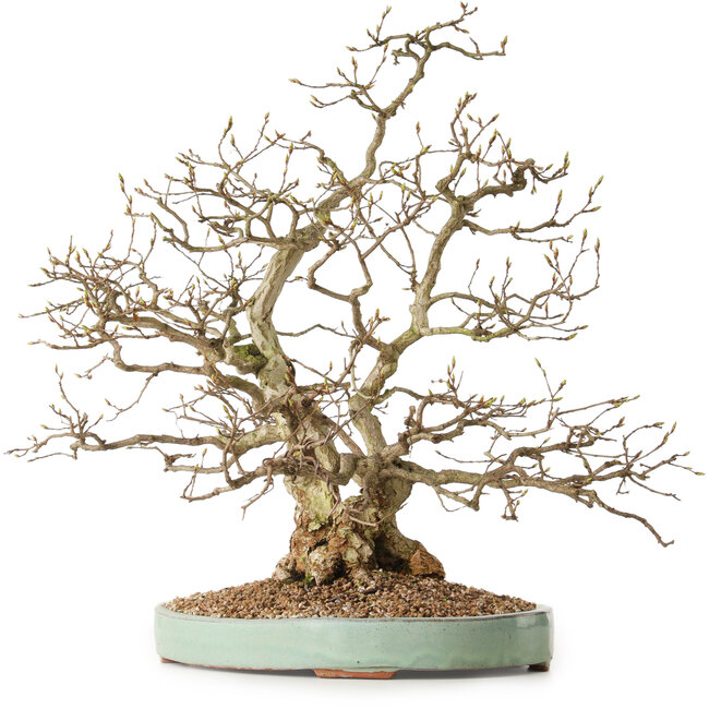 Carpinus coreana, 51 cm, ± 25 jaar oud, met een nebari van 14 cm