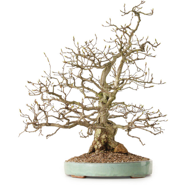 Carpinus coreana, 51 cm, ± 25 años, con un nebari de 14 cm