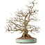Carpinus coreana, 51 cm, ± 25 anni, con nebari di 14 cm