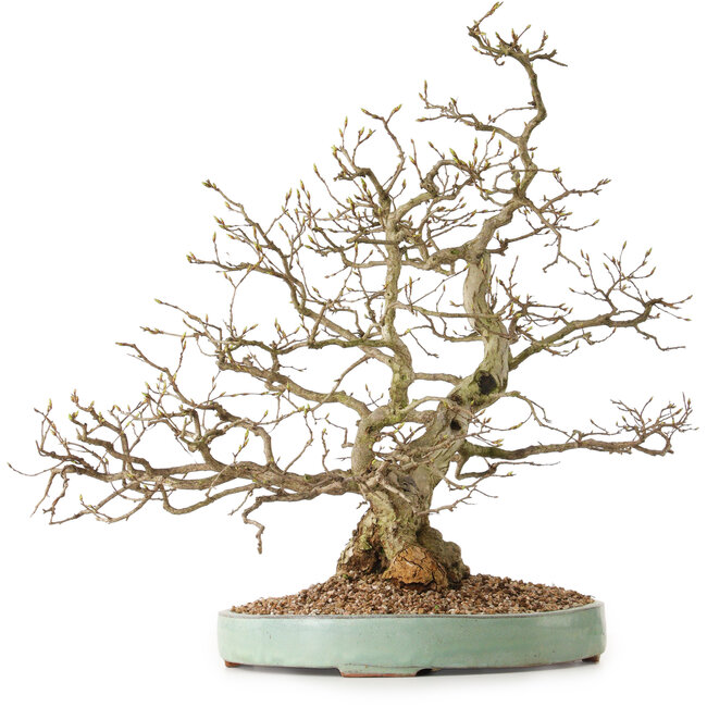 Carpinus coreana, 51 cm, ± 25 anni, con nebari di 14 cm