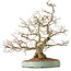 Carpinus coreana, 51 cm, ± 25 años, con un nebari de 14 cm
